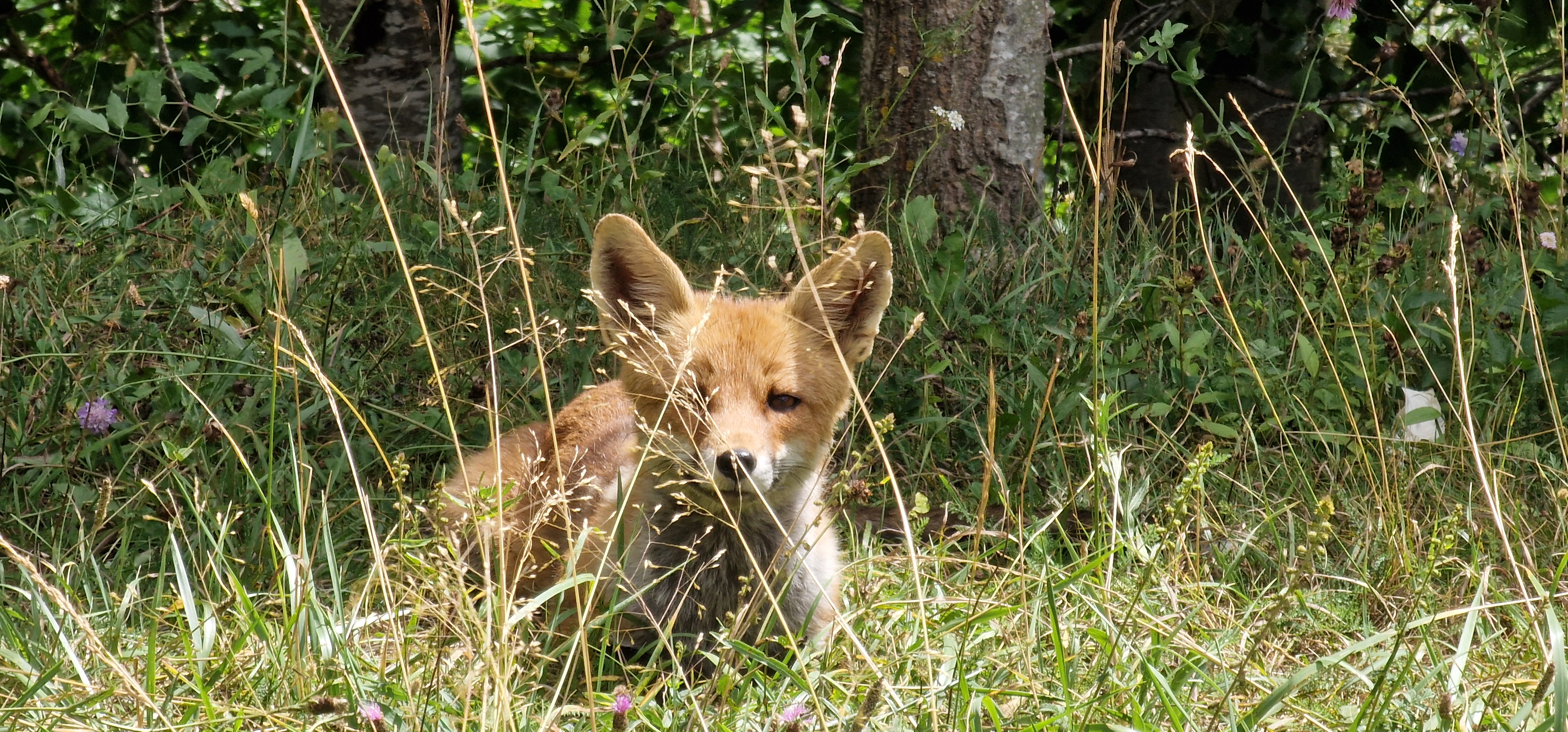 Wildlife